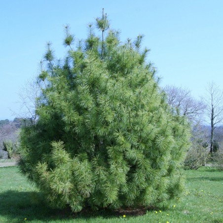 Pin de l'Himalaya