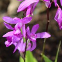 Bletilla Striata Purple - Orchid for the garden - Perennial orchid