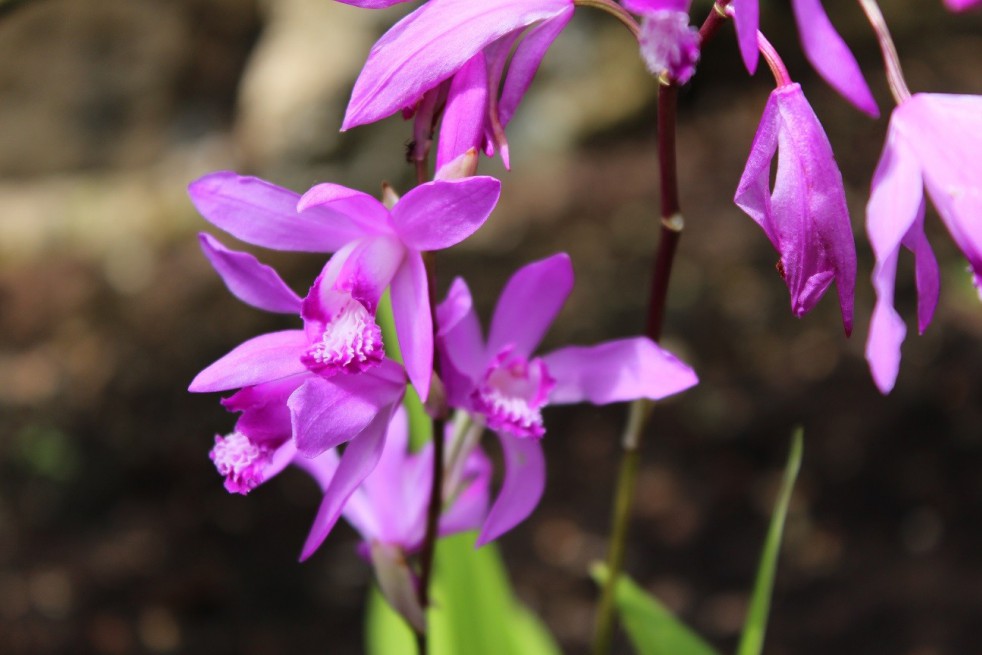 Bletilla Striata Purple - Orchid for the garden - Perennial orchid