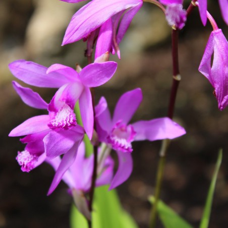 Bletilla Striata Purple - orchidée vivace - orchidée de jardin