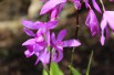 Bletilla Striata Purple - tuin orchidee - overjarige orchidee