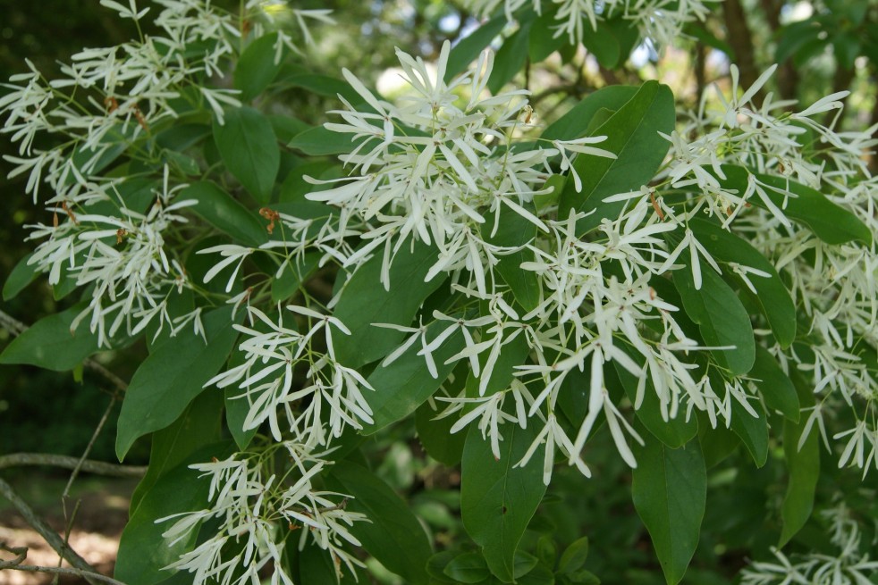 Chionanthus virginicus - Sneeuwvlokkenboom Chionanthus virginicus - Sneeuwvlokkenboom