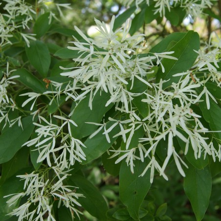 Chionanthus virginicus - Arbre à neige