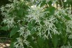 Chionanthus virginicus - Sneeuwvlokkenboom Chionanthus virginicus - Sneeuwvlokkenboom