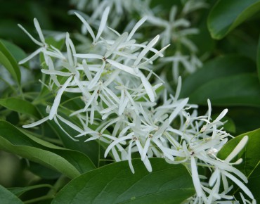 Chionanthus virginicus - Sneeuwvlokkenboom