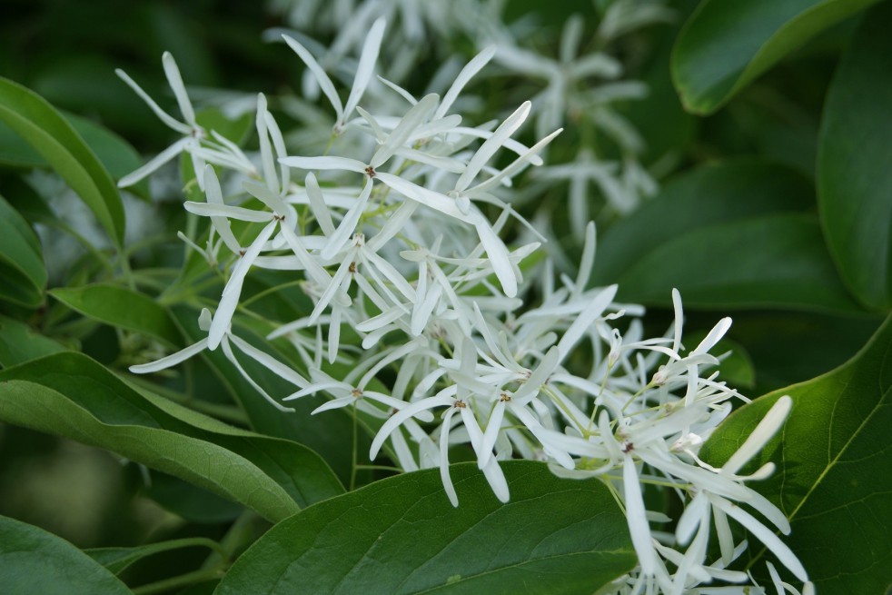 Chionanthus virginicus - White fringetree