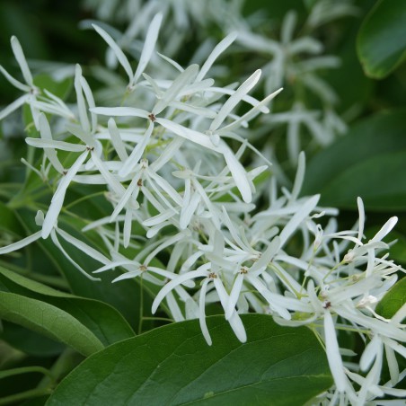 Chionanthus virginicus - Arbre à neige