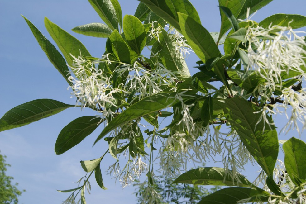 Chionanthus virginicus - White fringetree