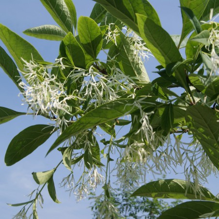 Chionanthus virginicus - Arbre à neige