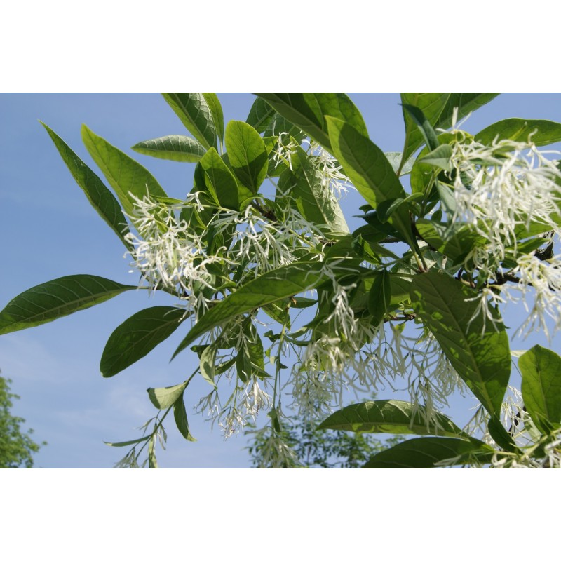 White fringetree Chionanthus virginicus