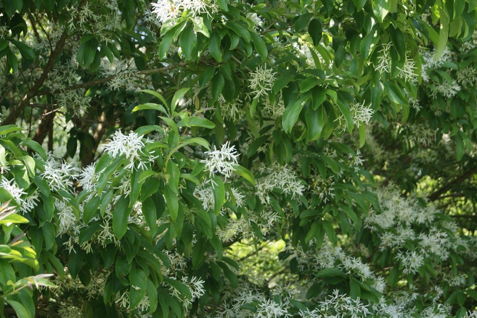 Chionanthus virginicus - White fringetree