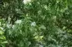 Chionanthus virginicus - Arbre à neige