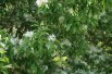 Chionanthus virginicus - White fringetree
