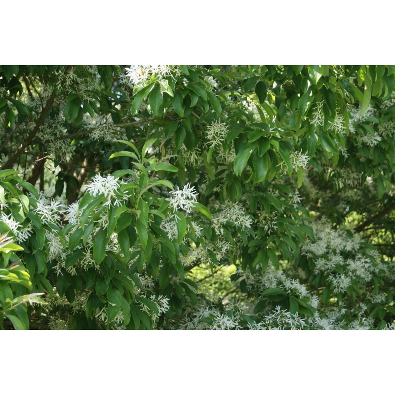 White fringetree Chionanthus virginicus