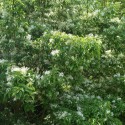 Chionanthus virginicus - White fringetree