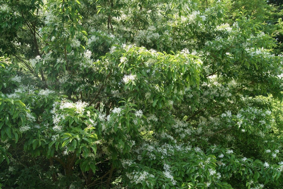 Chionanthus virginicus - White fringetree