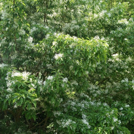 Chionanthus virginicus - Arbre à neige