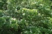 Chionanthus virginicus - Sneeuwvlokkenboom