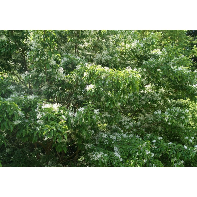 White fringetree Chionanthus virginicus