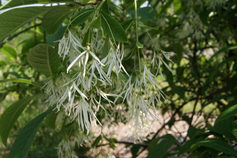 Chionanthus virginicus - White fringetree