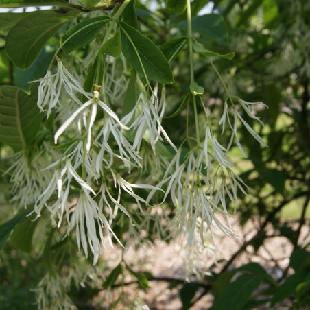 Chionanthus virginicus - Arbre à neige
