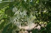 Chionanthus virginicus - White fringetree
