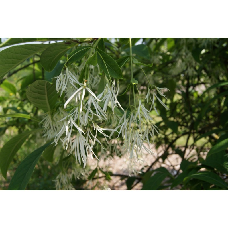 White fringetree Chionanthus virginicus