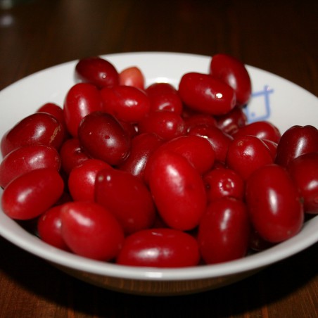 Cornus Mas - Cornelian cherry