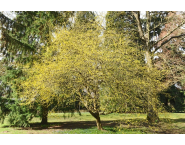 Cornus_Mas_cornouiller_https://creativecommons.org/licenses/by-sa/3.0/legalcode.fr