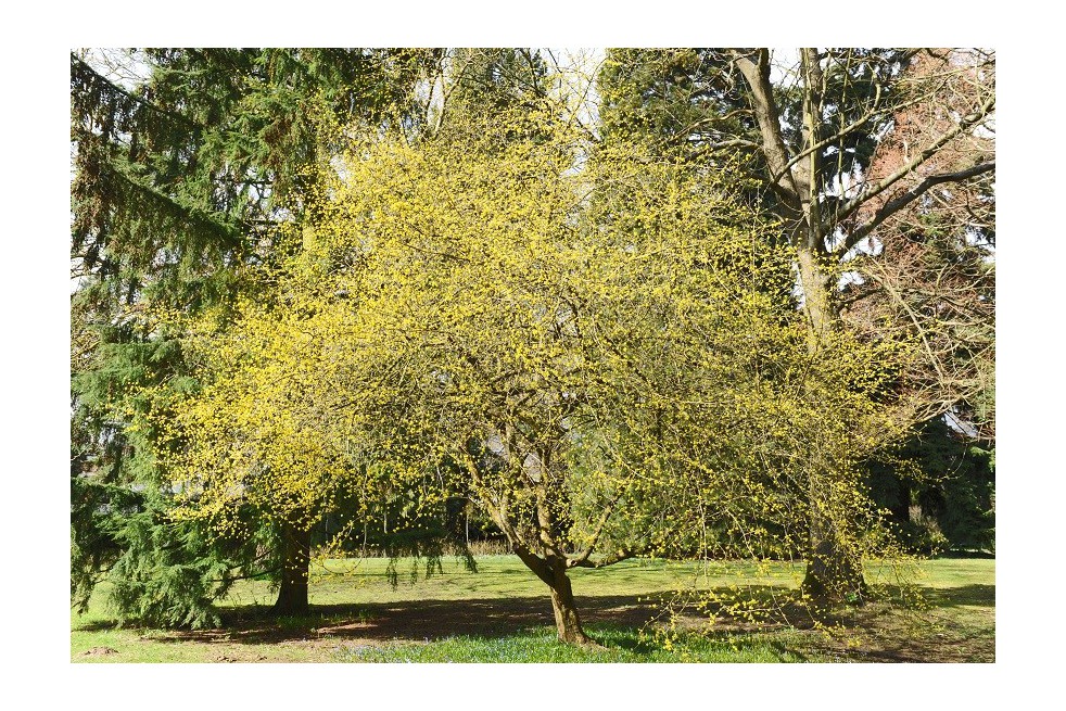 Cornus Mas - kornoeljeboom