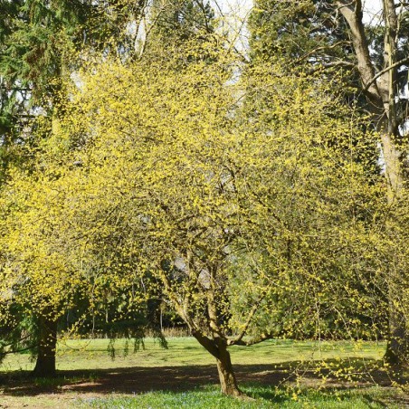 Cornus Mas - Cornelian cherry