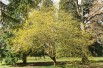 Cornus Mas - Cornelian cherry