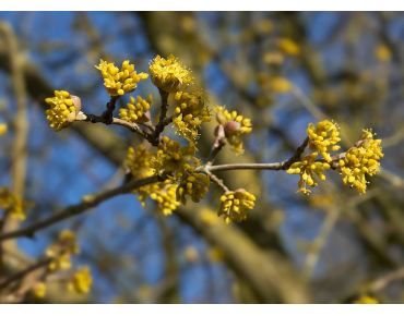 Cornus Mas - cornouiller