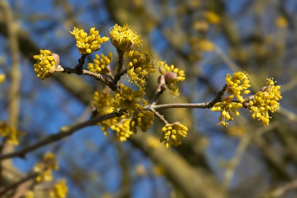 Cornus Mas - Cornelian cherry