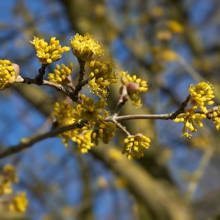 Cornus Mas - kornoeljeboom