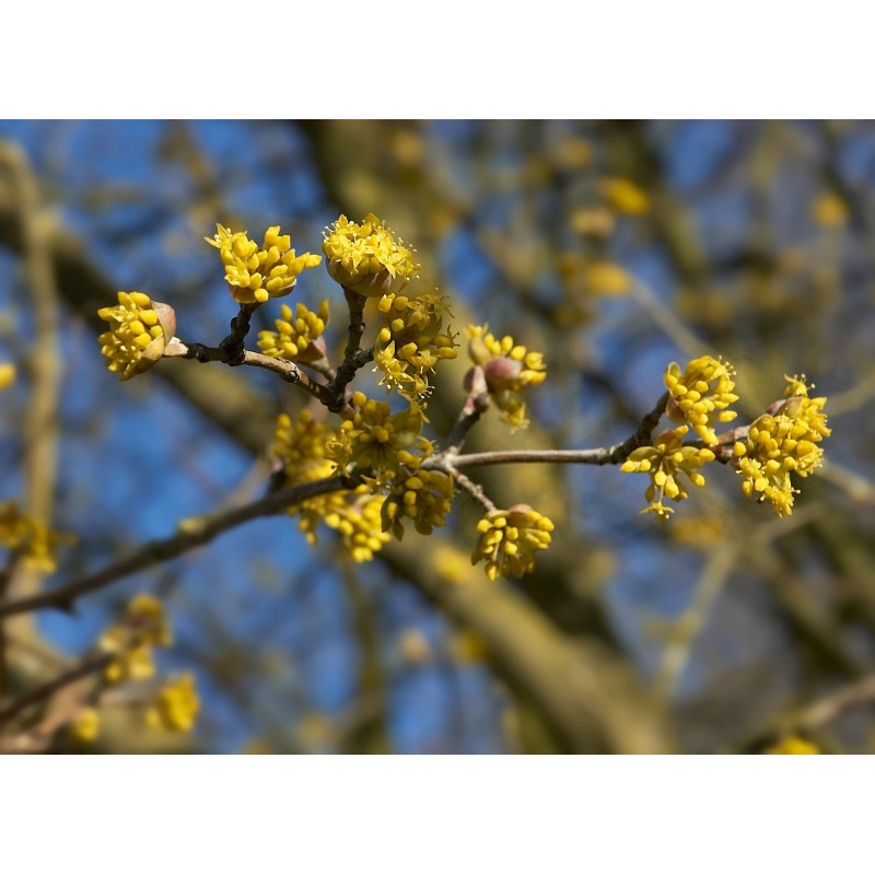 cornus mas cornelian cherry charcoal cornus mas cornelian cherry charcoal