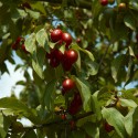 Cornus Mas - Cornelian cherry