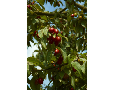 Cornus Mas - cornouiller