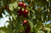 Cornus Mas - cornouiller