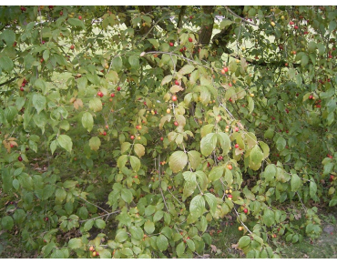 Cornus_Mas_cornouiller_https://creativecommons.org/licenses/by-sa/3.0/legalcode.fr