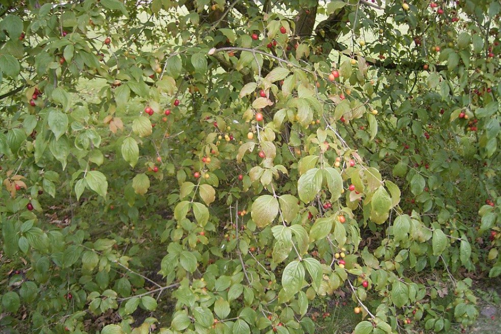 Cornus Mas - Cornelian cherry