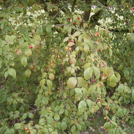 Cornus Mas - Cornelian cherry