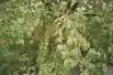 Cornus_Mas_cornouiller_https://creativecommons.org/licenses/by-sa/3.0/legalcode.fr