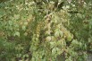 Cornus_Mas_cornouiller_https://creativecommons.org/licenses/by-sa/3.0/legalcode.fr