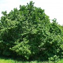 Corylus Avellana - Hazel tree 