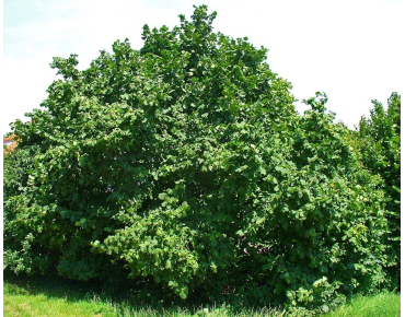 Corylus Avellana- Hazelaar 