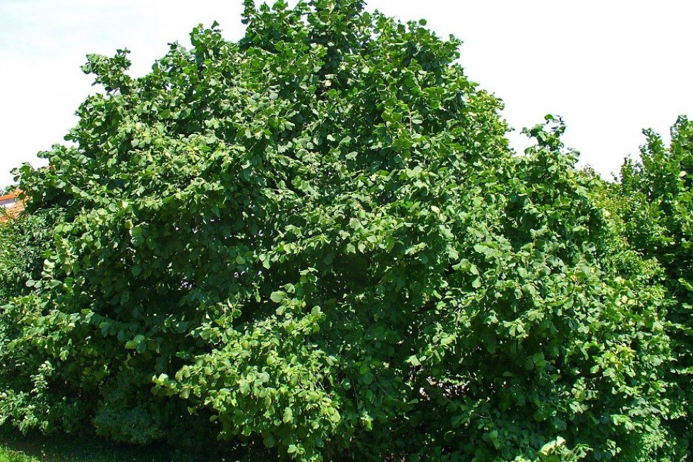 Corylus Avellana - Hazel tree 