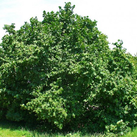 Corylus Avellana - noisetier
