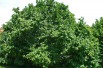 Corylus Avellana - Hazel tree 