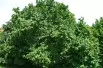 Corylus Avellana- Hazelaar 